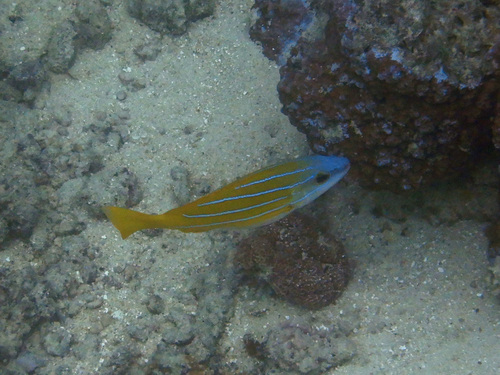 Yellow Snapper