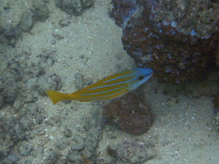 Yellow Snapper