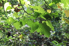 Pterygota mildbraedii (Pterygota mildbraedii)