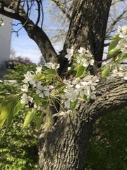 Pyrus calleryana
