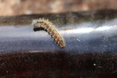 Nymphalini