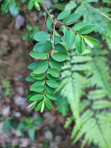 Foto de Mil-folhas
