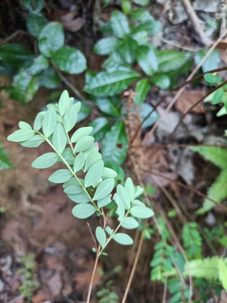 Foto de Mil-folhas