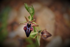 Ophrys mammosa
