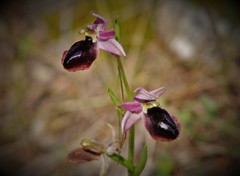Ophrys ferrum-equinum