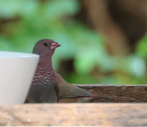 Brown Firefinch (Lagonosticta nitidula), photo 7