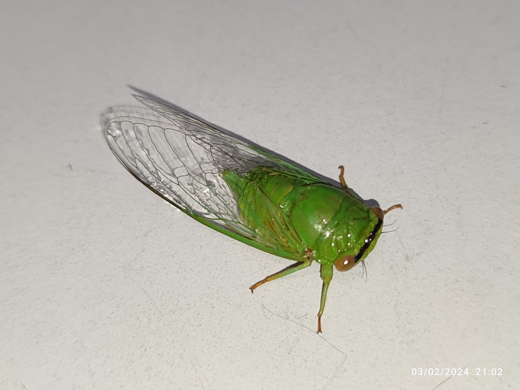 Coata