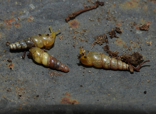 Miniature Awlsnail