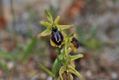 Ophrys sphegodes aesculapii