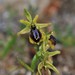 Ophrys sphegodes aesculapii - Photo (c) Σάββας Ζαφειρίου (Savvas Zafeiriou), osa oikeuksista pidätetään (CC BY-NC), lähettänyt Σάββας Ζαφειρίου (Savvas Zafeiriou)