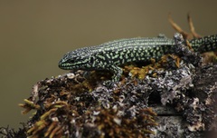 Highland Alligator Lizard photo 4