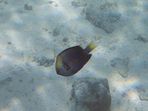 Yellowtail dascyllus (Dascyllus flavicaudus) — Pomacentridae — 5