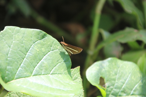 Lepeletier’s Sylph