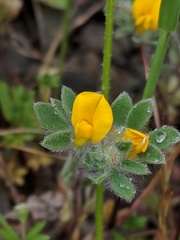 Acmispon wrangelianus