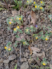 Acmispon wrangelianus