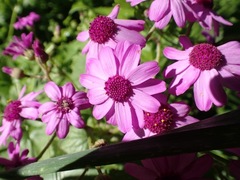 Pericallis × hybrida
