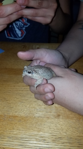 Red-spotted Toad