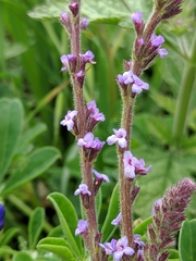 Verbena lasiostachys