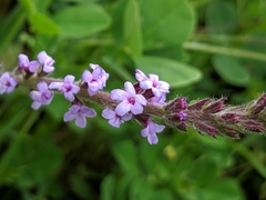 Verbena lasiostachys