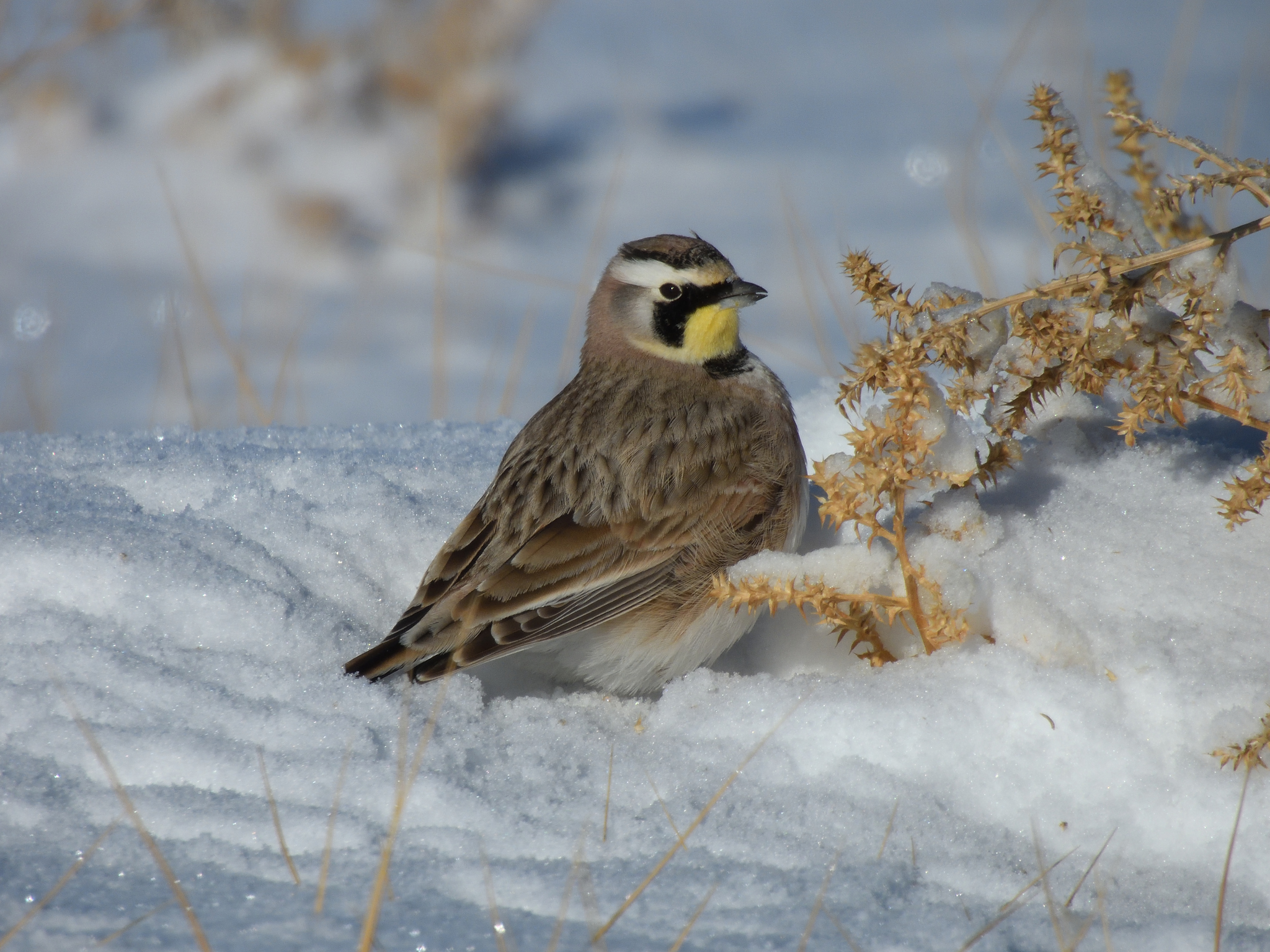 Shore Lark (Eremophila alpestris)