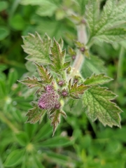 Verbena lasiostachys