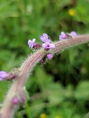 Verbena lasiostachys