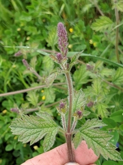 Verbena lasiostachys