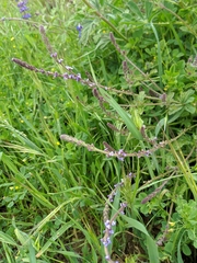 Verbena lasiostachys