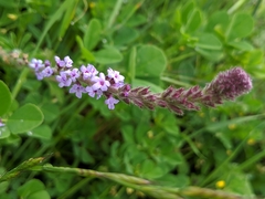 Verbena lasiostachys