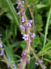 Verbena lasiostachys