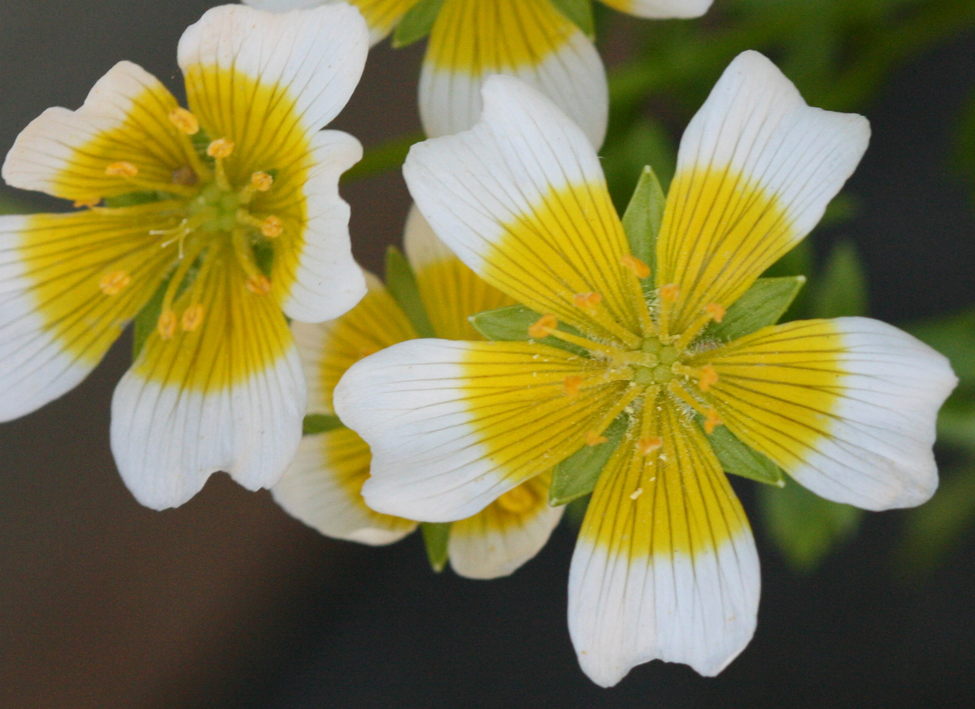 Limnanthes douglasii