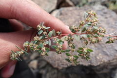 Euphorbia granulata