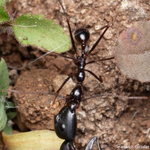 贝卡盘腹蚁Aphaenogaster beccarii