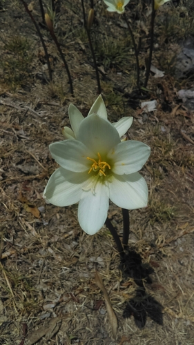 Zephyranthes concolor, photograph 1