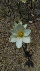Zephyranthes concolor