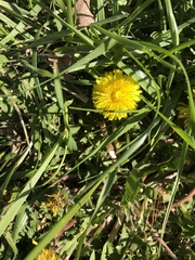 Taraxacum