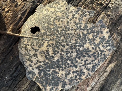 Melampsora populnea, 2024-01-27