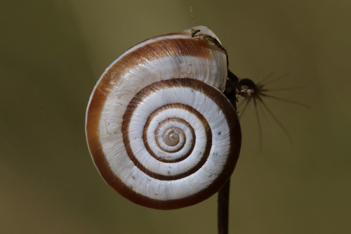 Heath Snail