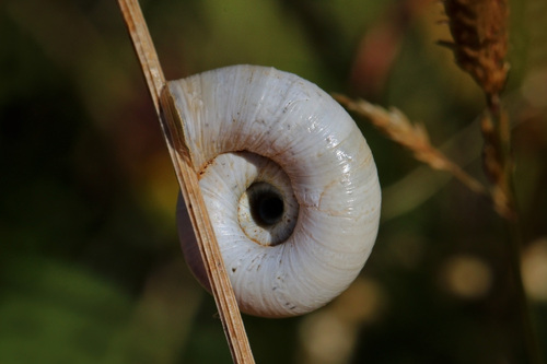 Heath Snail