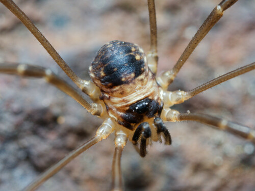 Dicranopalpus larvatus