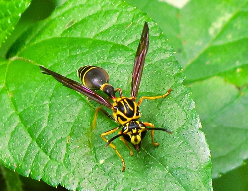 Pachymenes picturatus