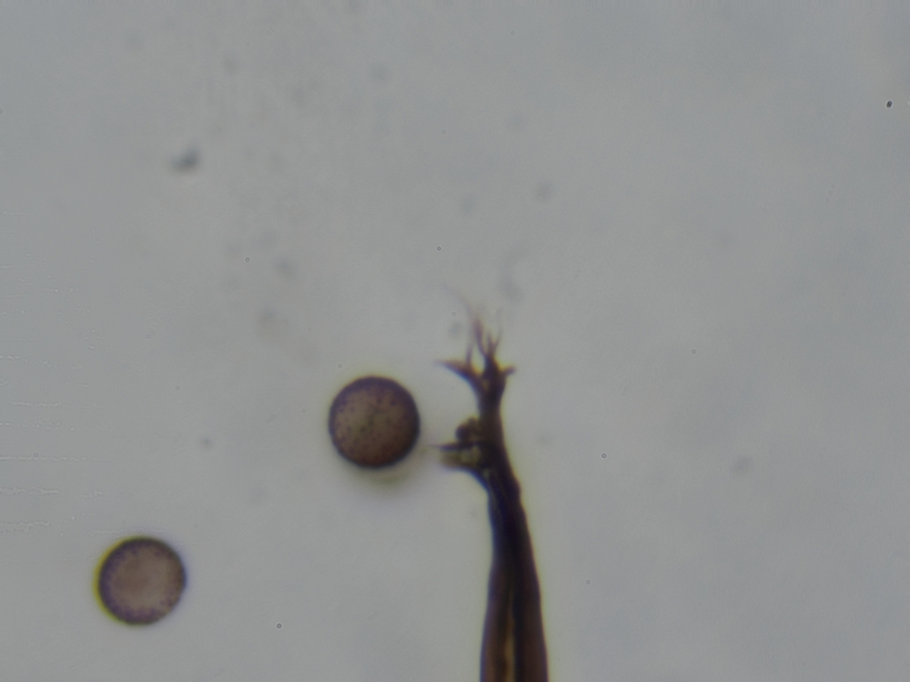 Macbrideola decapillata