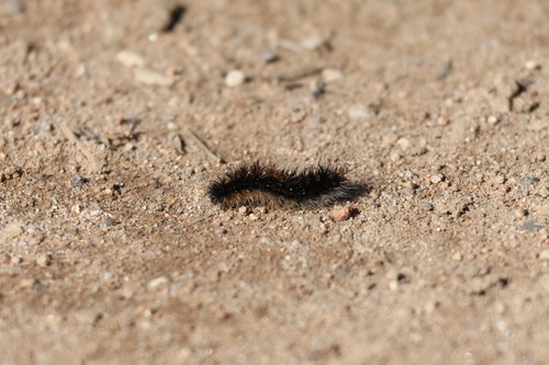 Apantesis ursina photo 2