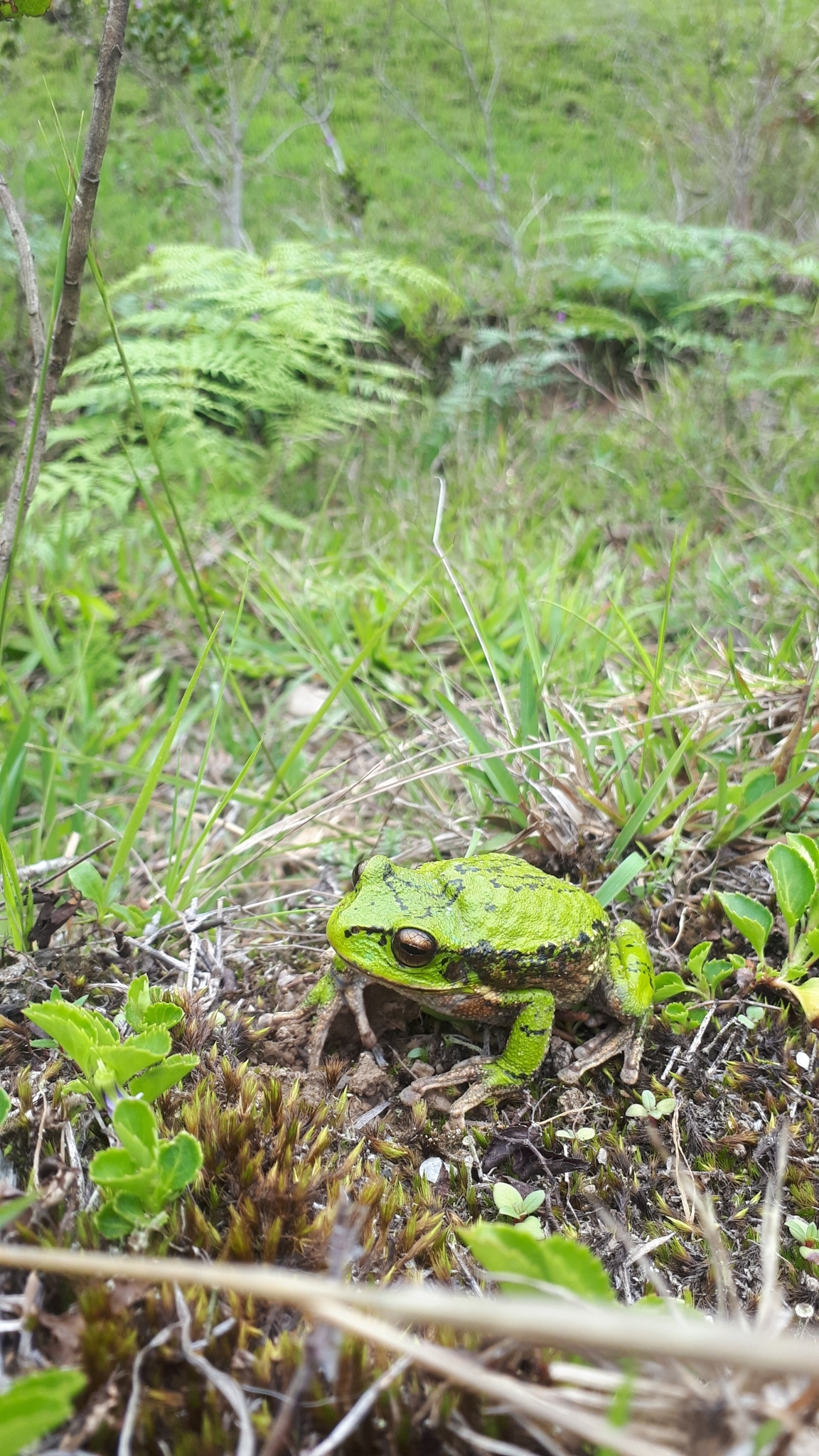 Gastrotheca elicioi image
