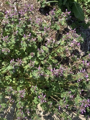 Lamium amplexicaule