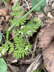 Chaerophyllum procumbens