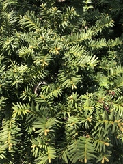 Taxus