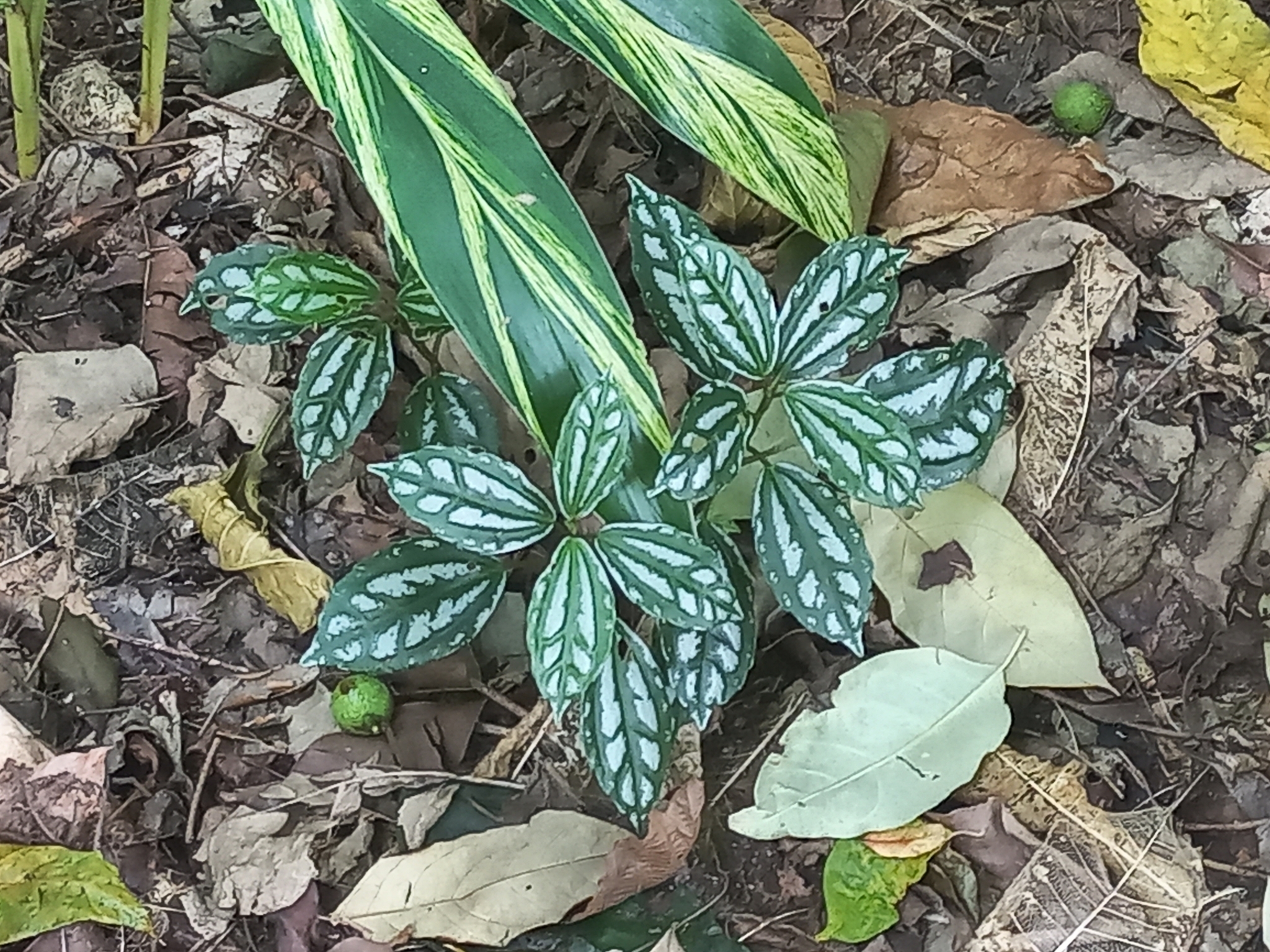 Imagem de Planta-mosaico