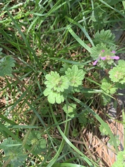 Lamium amplexicaule
