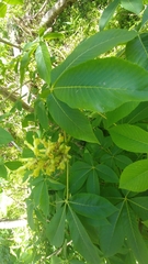 Aesculus sylvatica